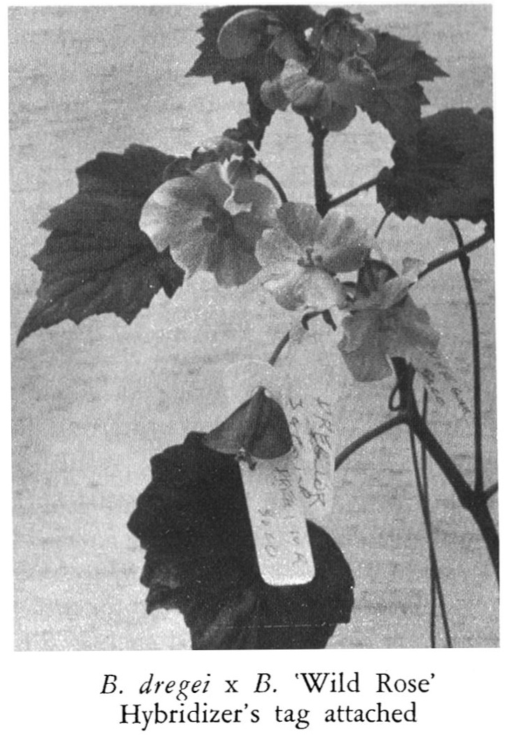 B. (dregei x Wild Rose)